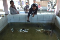 Yuk Belajar Konservasi Penyu di Pantai Trisik
