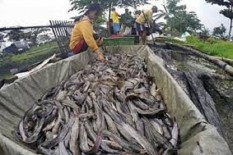 Tingginya Harga Pakan Mengancam Petambak Lele