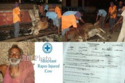 Tak Hanya pada Kambing, Ada Pria India yang Berahi saat Melihat Sapi