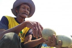 Gara-Gara Kutukebul, Petani Melon Gagal Panen dan Merugi Jutaan Rupiah
