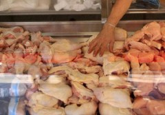 Waspadalah, Ayam Potong Kerap Disuntik, Ini Kandungan Obatnya