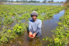 Puluhan Hektare Tanaman Bawang di Bantul Terendam Air