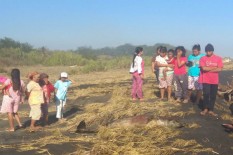 Mengenaskan, Seekor Ikan Lumba-Lumba Hidung Botol Terdampar di Pantai Trisik 