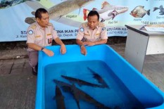Sudah Memelihara selama 15 Tahun, Yatimun Akhirnya Saksikan Ikan Kesayangannya Dimusnahkan