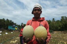 Cuaca Mendukung, Petani Melon di Galur Panen Untung
