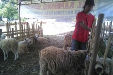 Hewan Ternak yang Masuk ke DIY Harus Dilengkapi Dokumen