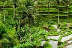 Kota-Kota Terbaik di Asia Dirilis, Ubud Urutan Dua