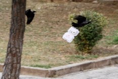 Burung Gagak Saja Bisa Dilatih Membersihkan Sampah, Masak Manusia Kalah?
