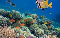 Taman Laut Bunaken, Isu Roh Jahat hingga Biota Langka