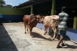 Memilih Sapi Bergaransi di Supermarket Hewan