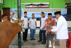Bank BPD DIY Salurkan 109 Hewan Kurban untuk Warga Jogja