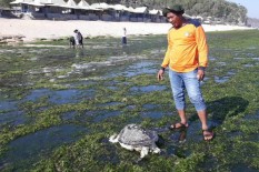 Satu Lagi Penyu Mati di Sekitar Pantai Sepanjang