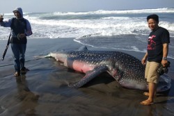 Seekor Hiu Terdampar di Pantai Parangkusumo, Insangnya Sempat Bergerak sebelum Akhirnya Mati