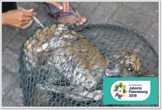 Selama Asian Games, 23 Anjing dan 62 Kucing Ditangkap