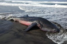 Hiu Seberat 1 Ton yang Terdampar di Pantai Bantul Termasuk Satwa Dilindungi