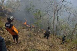  Berawal dari Api di Tepi Jalan, 20 Hektare Lahan Jati di Kalibawang Terbakar