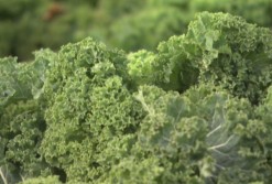 Sayur Kale Makin Populer, Ini Daftar Manfaatnya