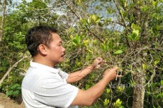 Perkebunan Cengkih di Lereng Merapi Diambang Kepunahan