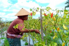 Harga Terus Merosot, Petani di Ngemplak Malas Petik Cabai