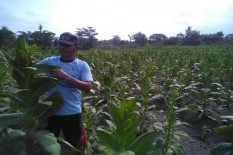Sistem Tata Niaga Tembakau Dinilai Kurang Berpihak pada Petani