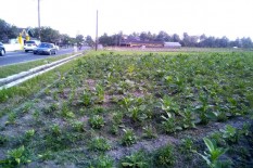 Ini yang Bikin Petani Tembakau Kalasan Khawatir Hasil Panen Tak Bisa Maksimal