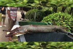 Sedang Beri Makan Ikan, Bocah 9 Tahun Digigit Monster Ikan