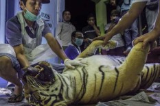 Mengenaskan, Seekor Harimau Bunting Ditemukan Mati dengan Perut Terbelit Kawat Baja