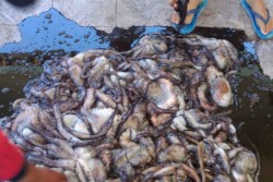 Wow, Gurita dan Lobster Sekarang Melimpah di Gunungkidul