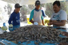 Siapa Sangka, Udang dari Tambak di Kulonprogo Ternyata sudah Diekspor