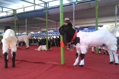 Peternak di Nganggring Kembangkan Produk Olahan Susu Kambing PE