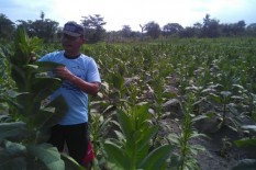 Petani Bantul Kesulitan Pasarkan Tembakau