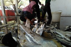 Panen Lobster Melimpah, Nelayan Congot Bergairah Turun Melaut 