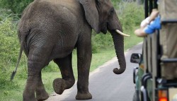 Ingin Mantap Melihat Satwa, Ya ke Afrika Selatan