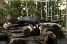 Lucunya, Ada Mini Zoo di Hotel, Di mana?