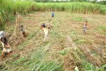 Masyarakat Adat Tulang Bawang Tuntut Hak Ulayat di Perkebunan Tebu