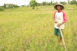 Petani Bantul Kecele Kemarau Panjang, Kegagalan Panen di Depan Mata