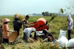 OPINI: Perubahan Iklim & Ketahanan Pangan 