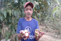 Asyik...Musim Manggis di Kulonprogo