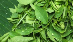 Kenapa Daun Katuk Penting untuk Ibu Menyusui? Ini Jawabannya