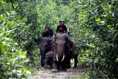 WWF: Aktivitas Manusia Mendorong Alam ke Ambang Kehancuran