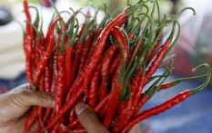 Kementan Jamin Pasokan Cabai Aman Hingga Tahun Baru