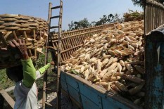 Jagung Surplus, Impor Mulus