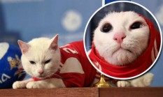 Tumor Jadi Penyakit Baru Kucing & Anjing