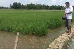 Mina Padi Cibuk Kidul di Seyegan Jadi Contoh Asia