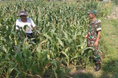 Anggota Satgas TMMD Belajar Menanam Jagung Hybrida