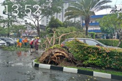 Hujan Lebat Mengguyur Jogja, Sejumlah Pohon Tumbang Timpa Rumah dan Tutup Akses Jalan