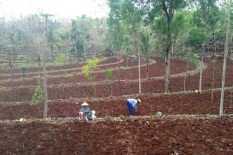 Masuk Musim Penghujan, Aktivitas Pertanian di Gunungkidul Mulai Berjalan