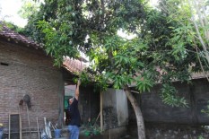 Diserang Gerombolan Tawon di Wajah dan Leher, Warga Klaten Meninggal Dunia