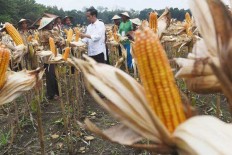 Distribusi Jagung Impor Diprioritaskan di Pulau Jawa