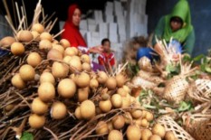 Petani Lengkeng di Tawangsari Targetkan Panen Raya di 2020